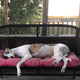 Illustration for article titled Greyhound life goals
